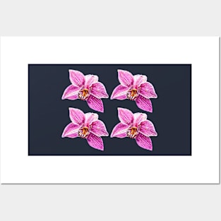 Cymbidium Orchid Pink Flower 3 Posters and Art